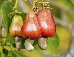 A Nutty fact……..about the Cashew Nut
