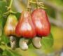 A Nutty fact……..about the Cashew Nut